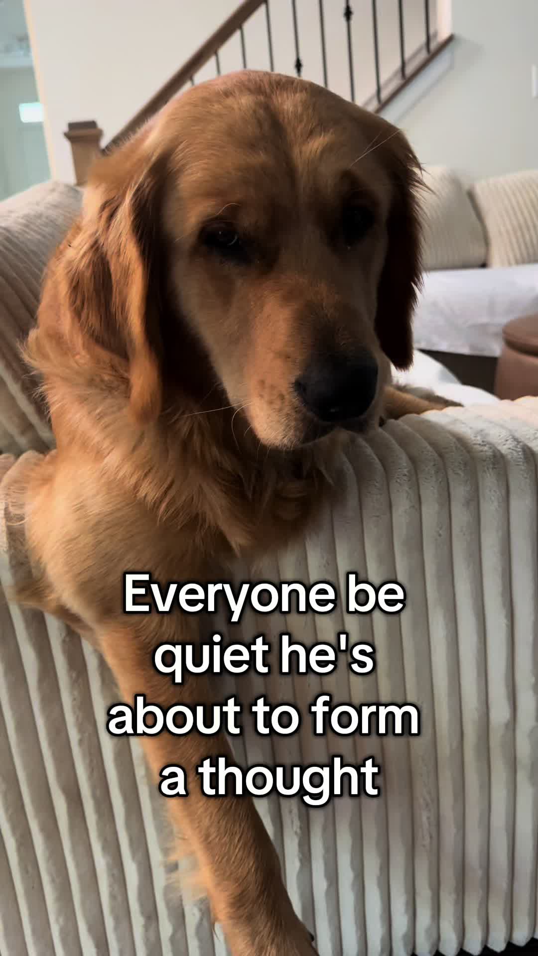 @Maverick McPaws