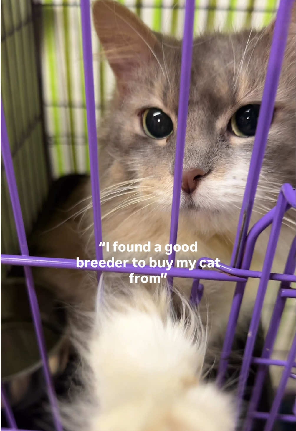 @Paws and Prayers