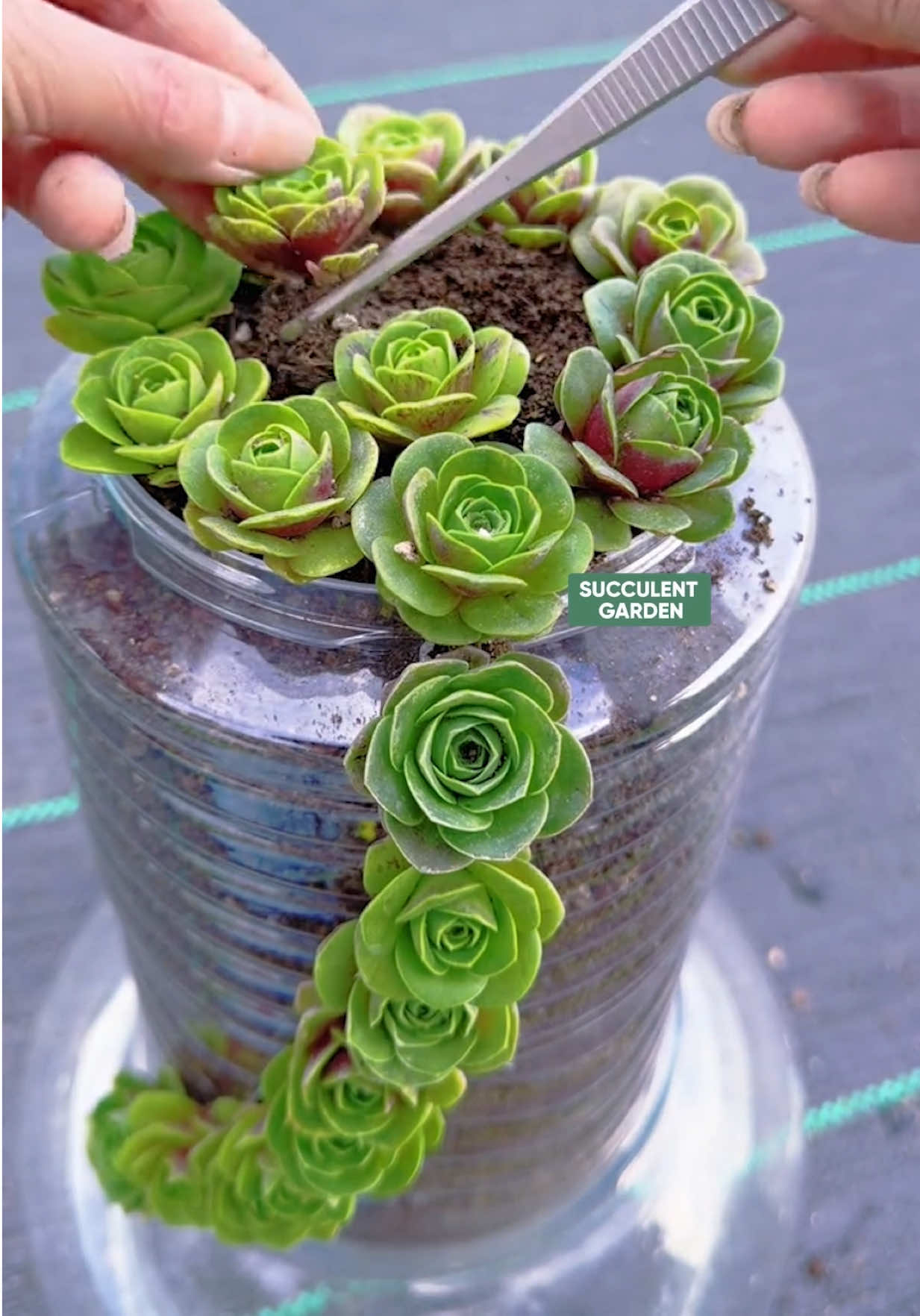 @Succulent Garden