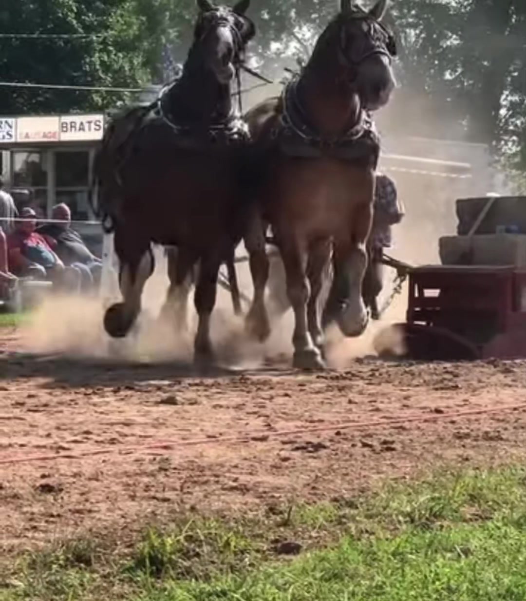 @🐴Horses🐴