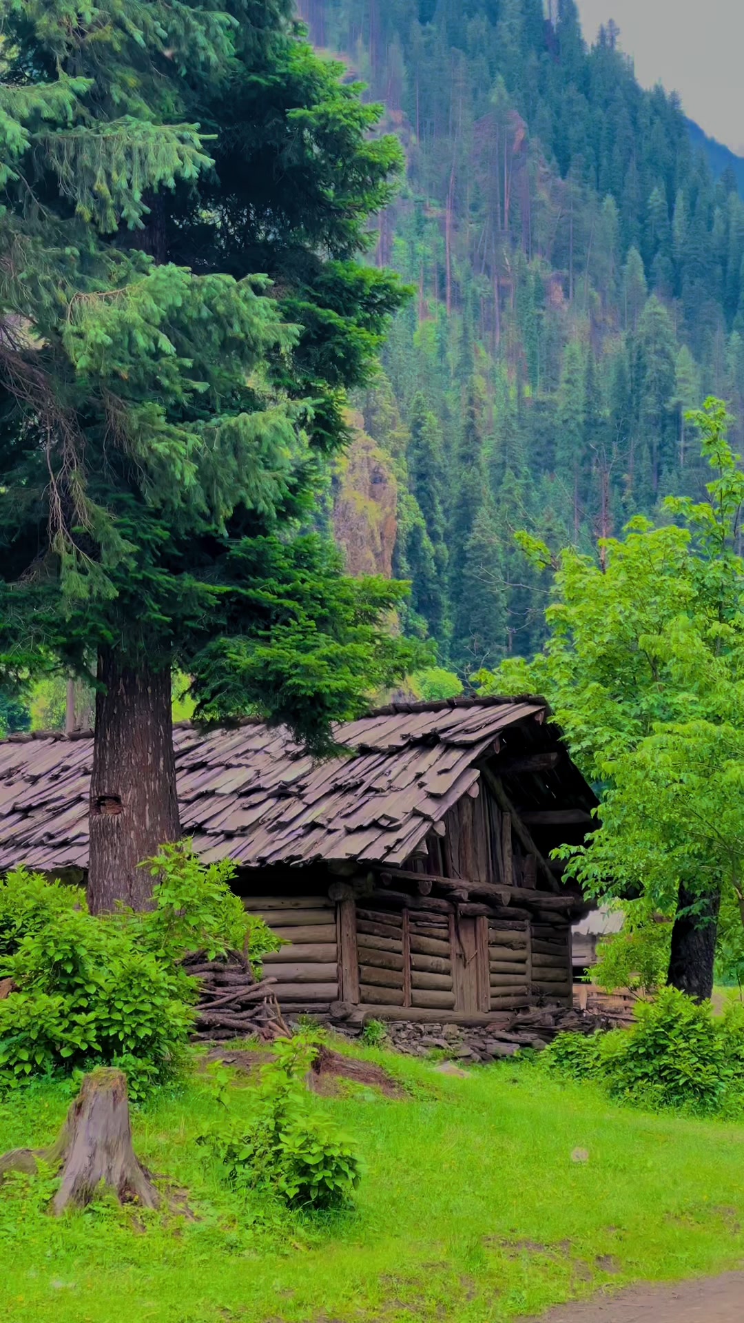 @Aamir Kashmiri 🍁
