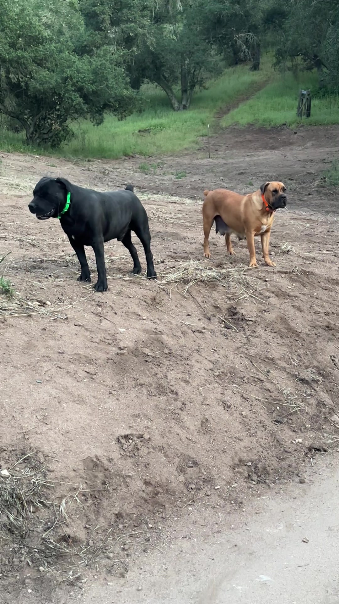 @Bigfoot Boerboels