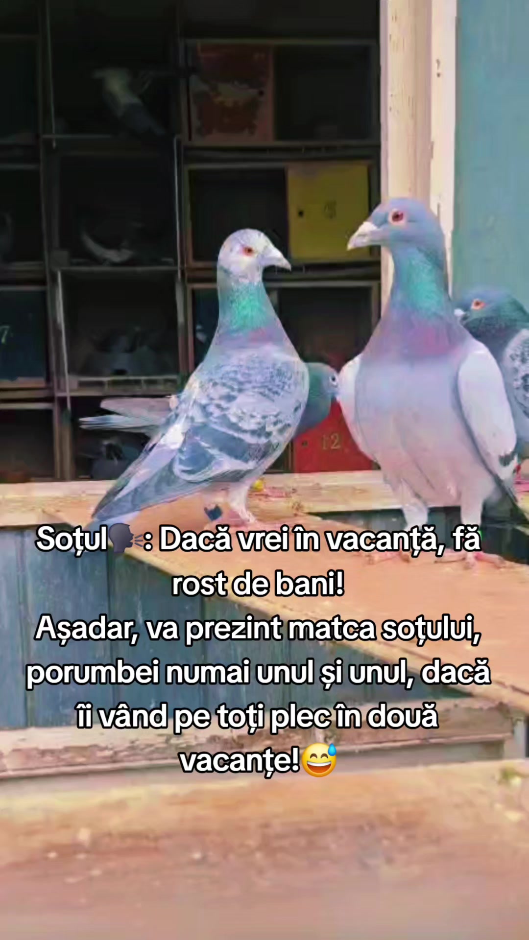 @✨️Maria Gutanu ✨️