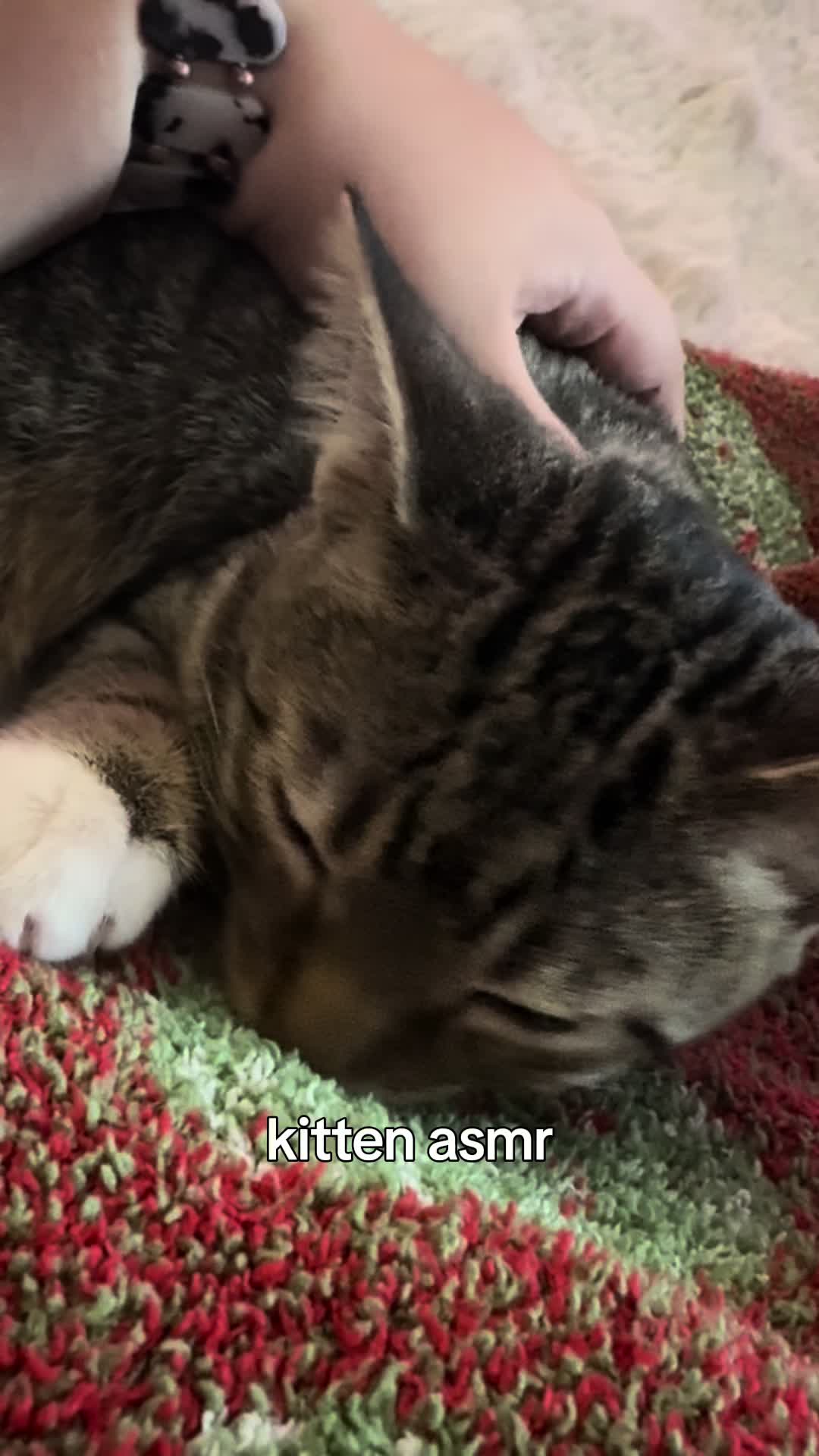@tillyfoundnemo