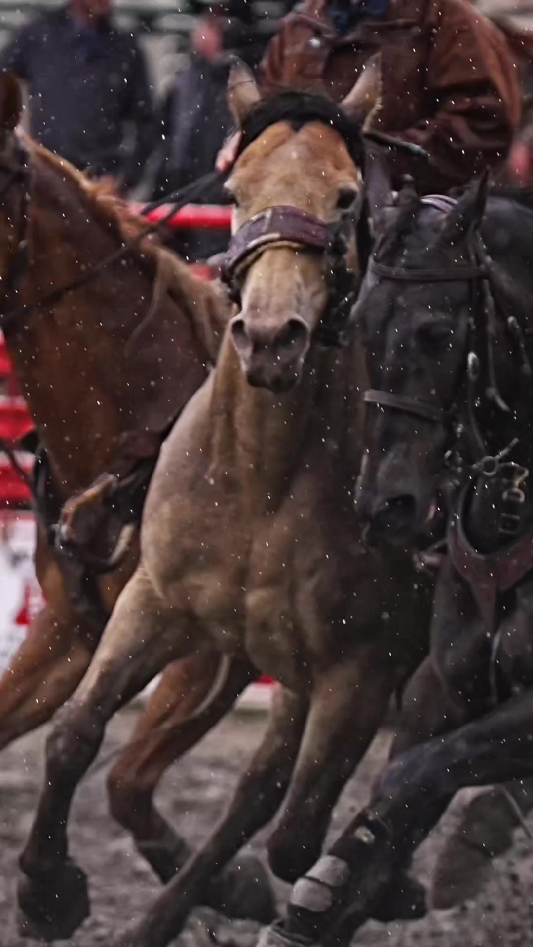 @Hanginghorses