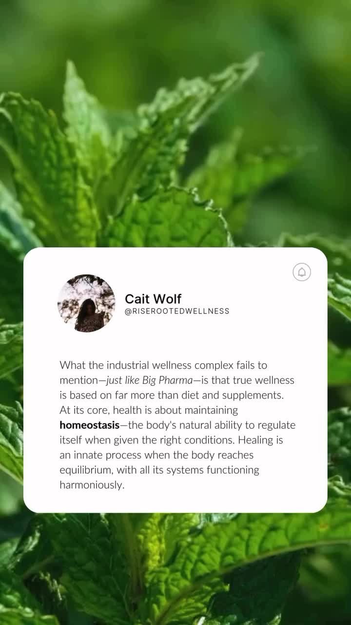 @Cait Wolf | Herbalist