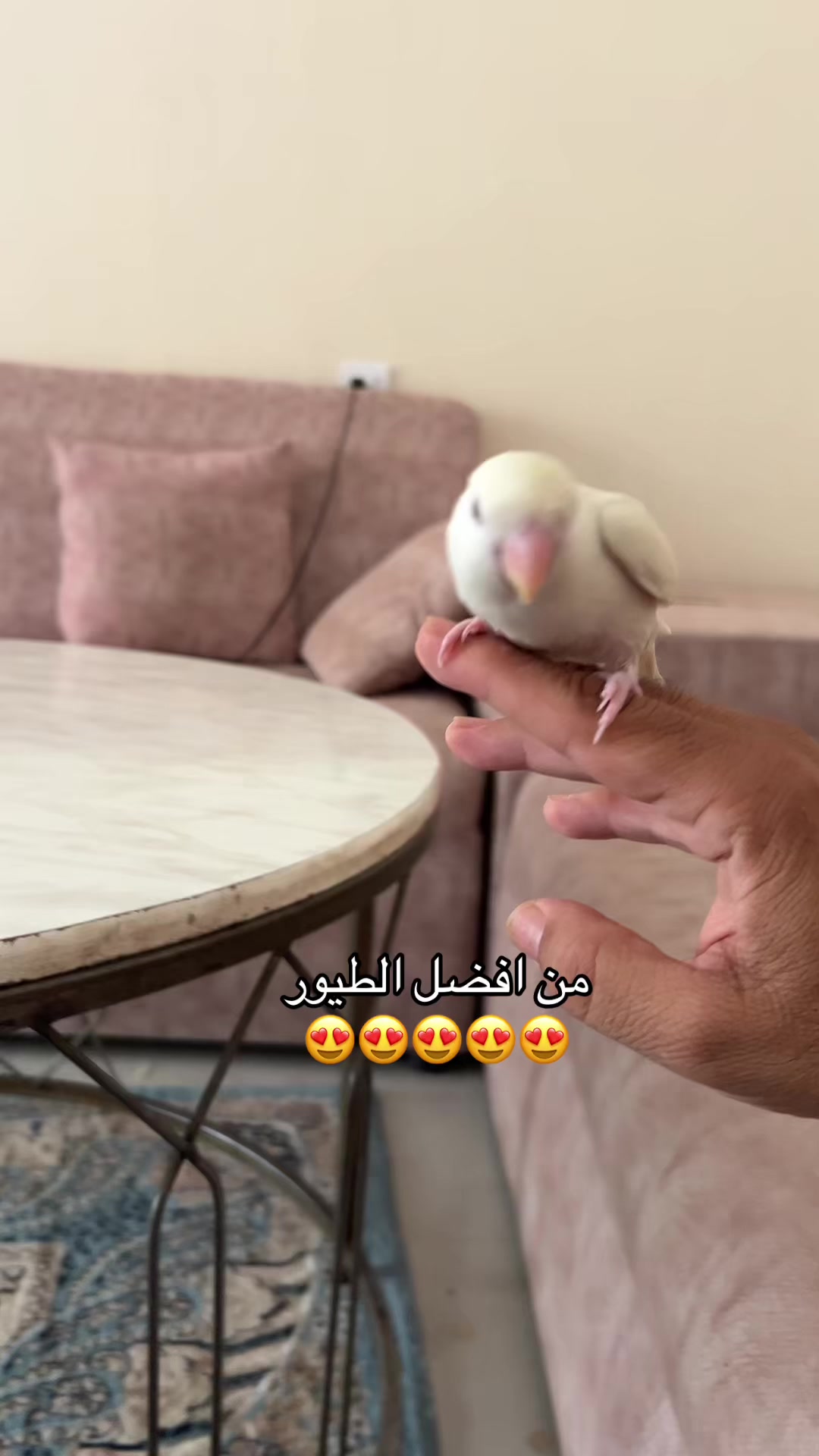 @عبدالله التميمي