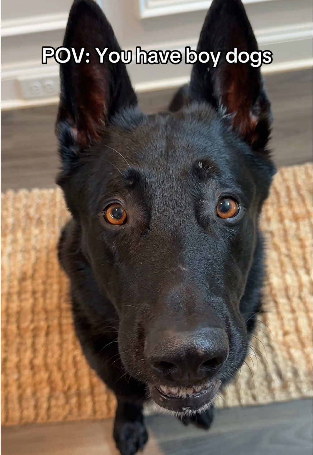 @My Dog&rsquo;s Dope