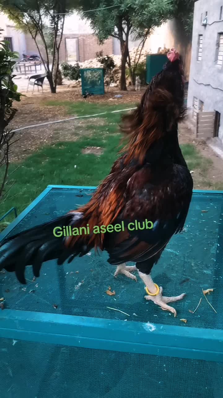 @Gillani Aseel Club