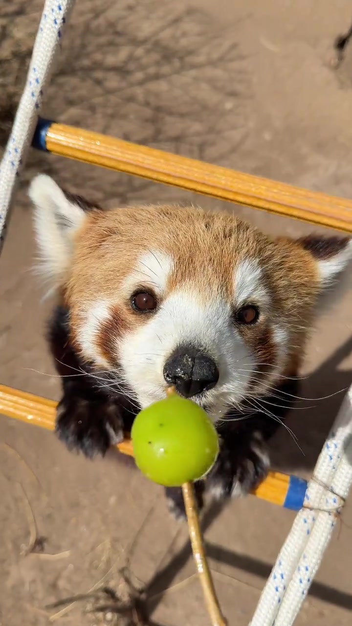 @littlepanda6487