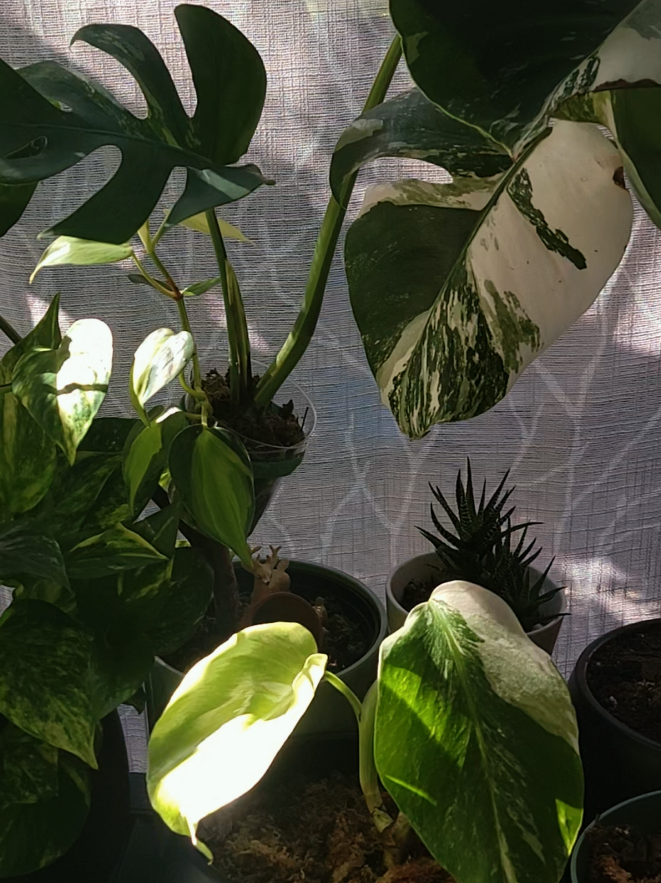 @✨️🌱lisa&bull;lila🌱✨️