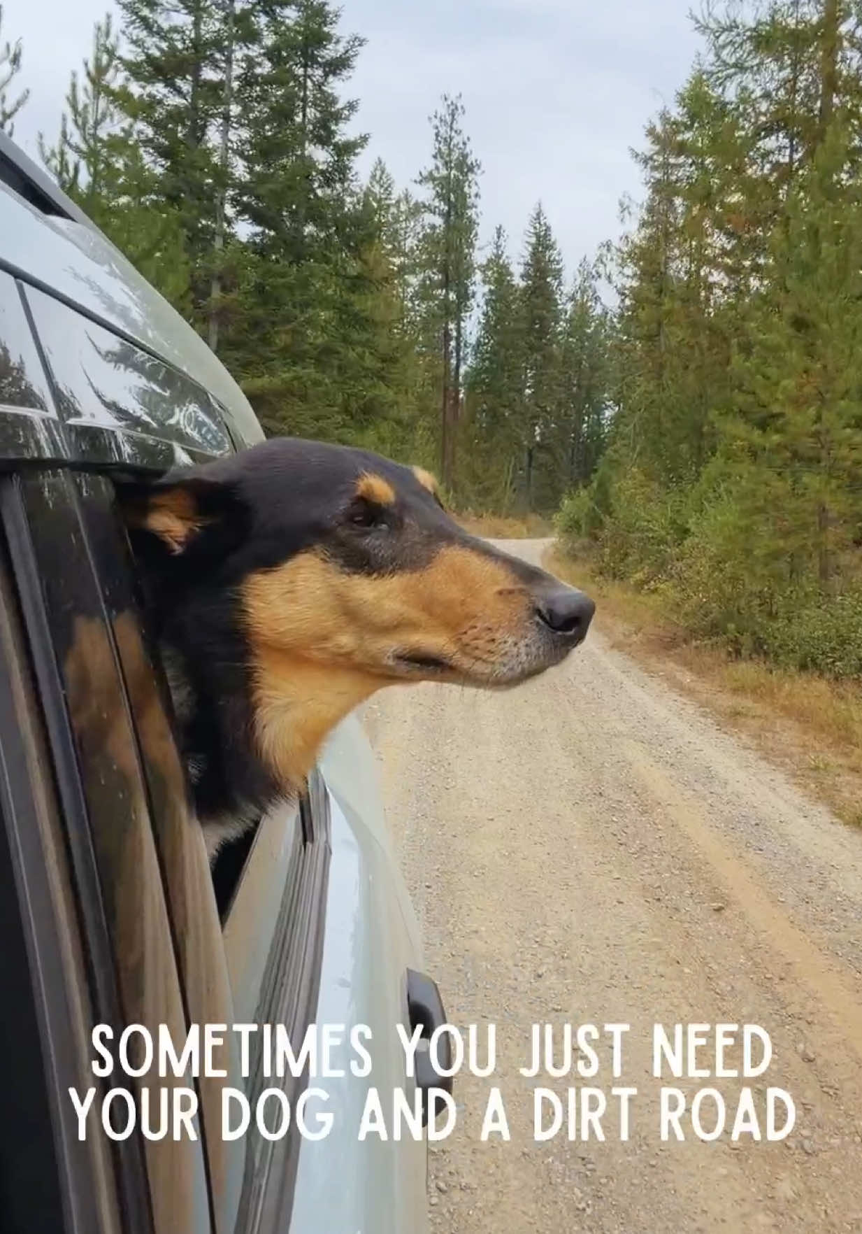 @lauren | dog behavior pro