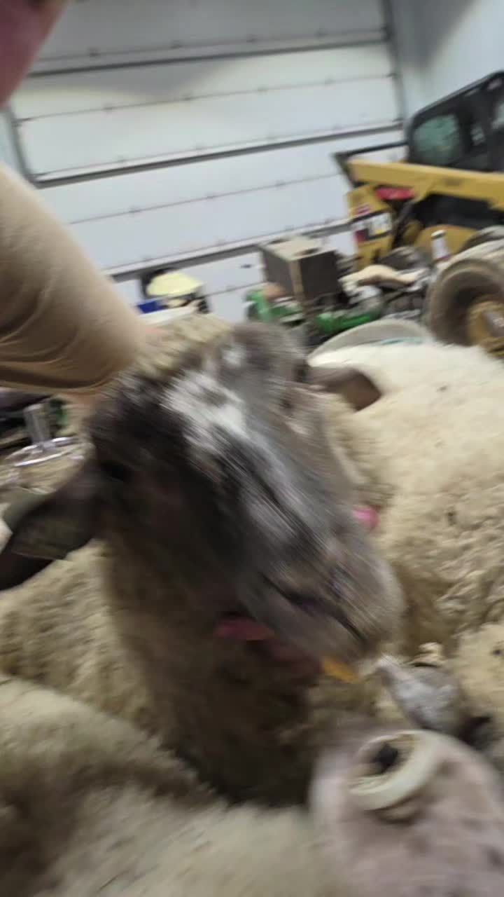 @nat shows🐑🐏🐄🐖