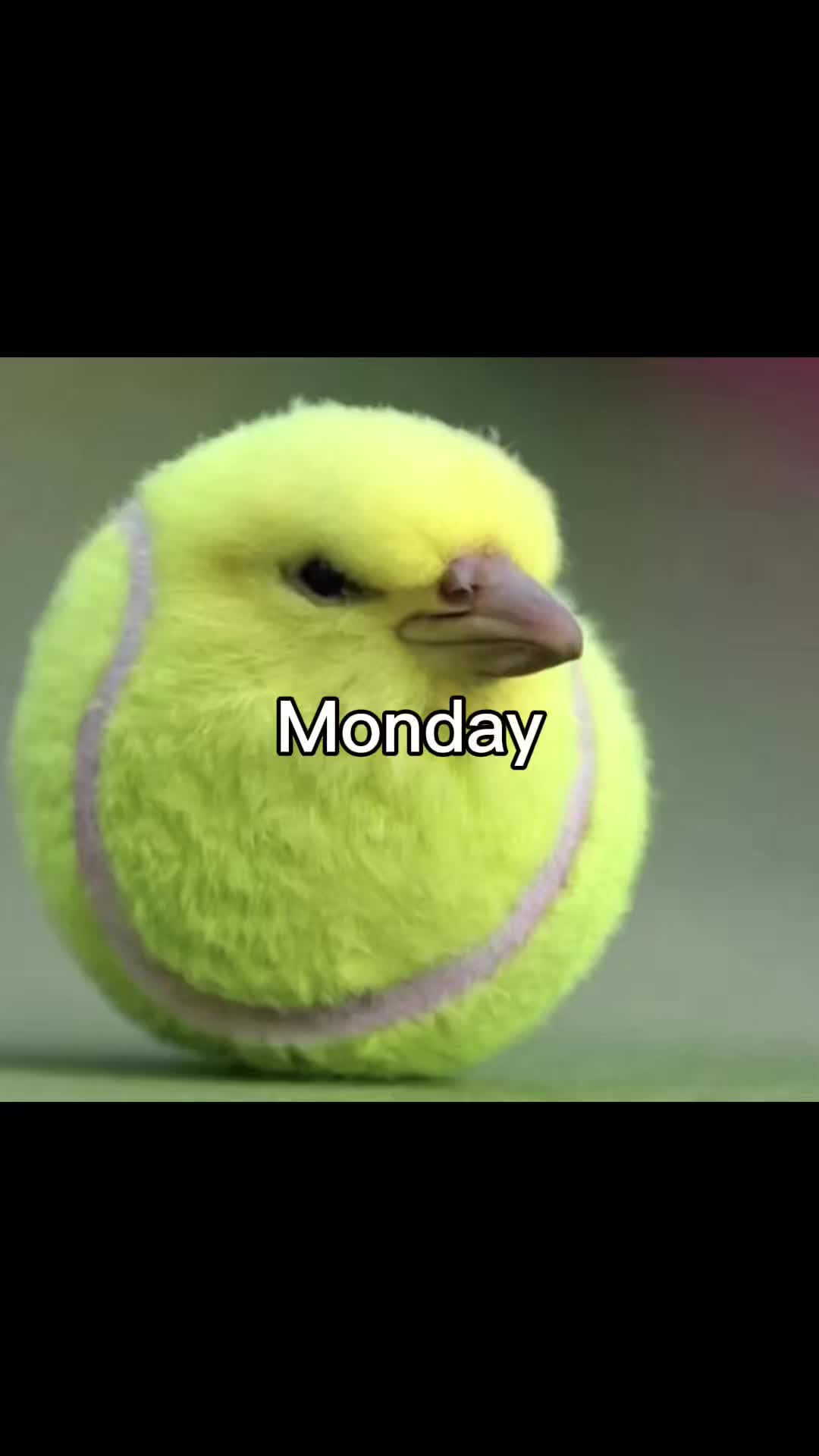 @tenis bal birb