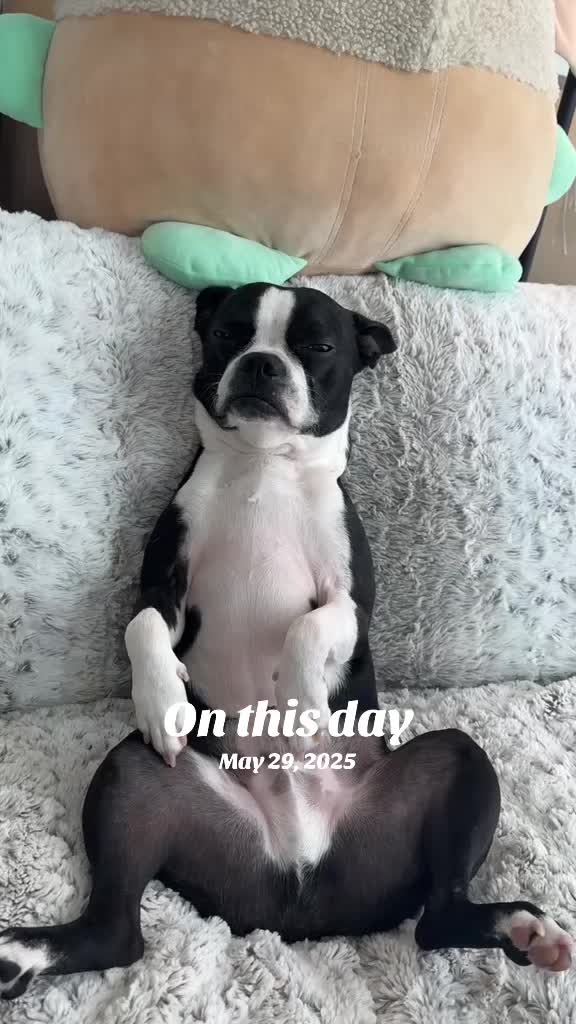 @LouieBostonT