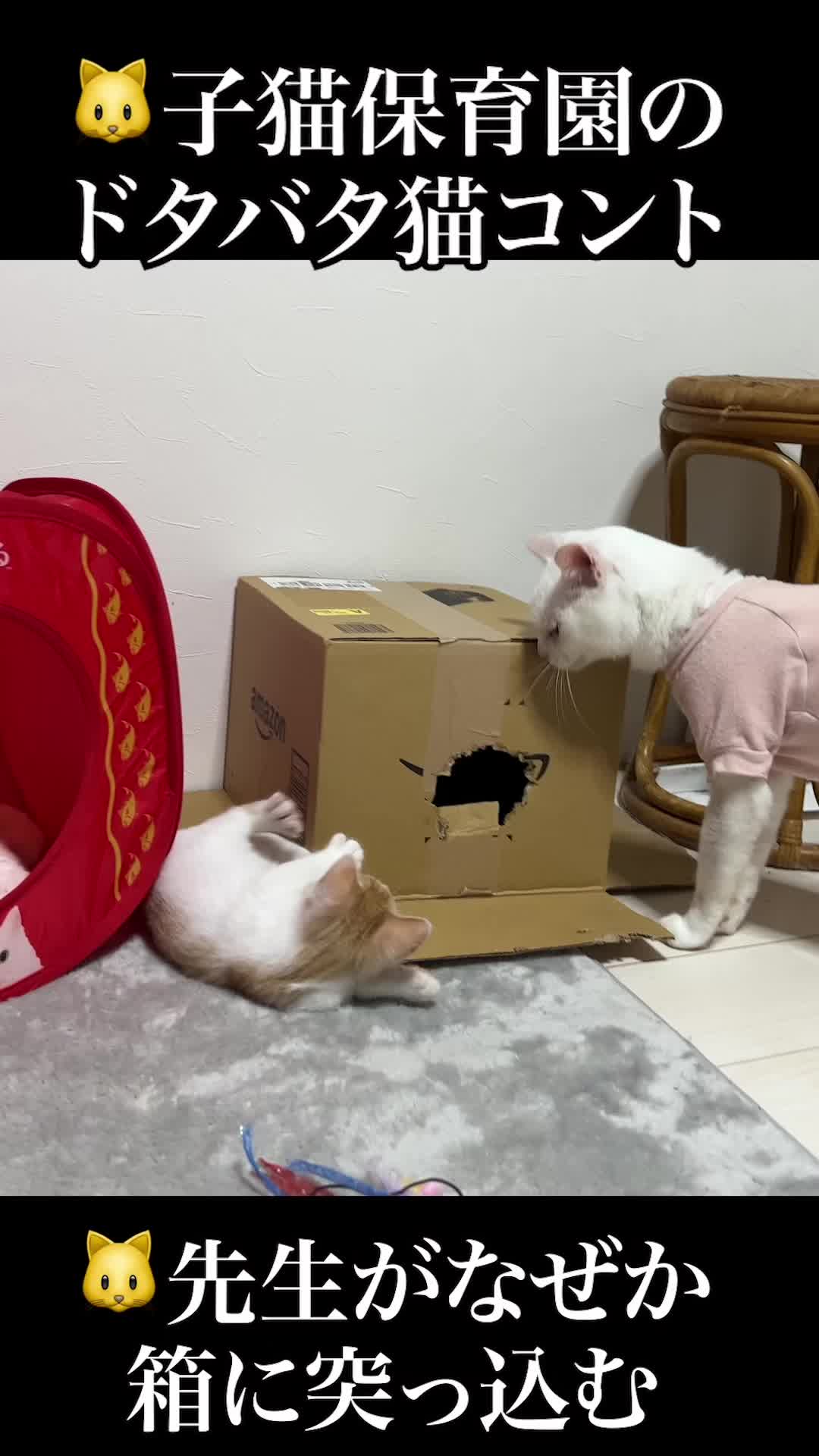 @ねこかます