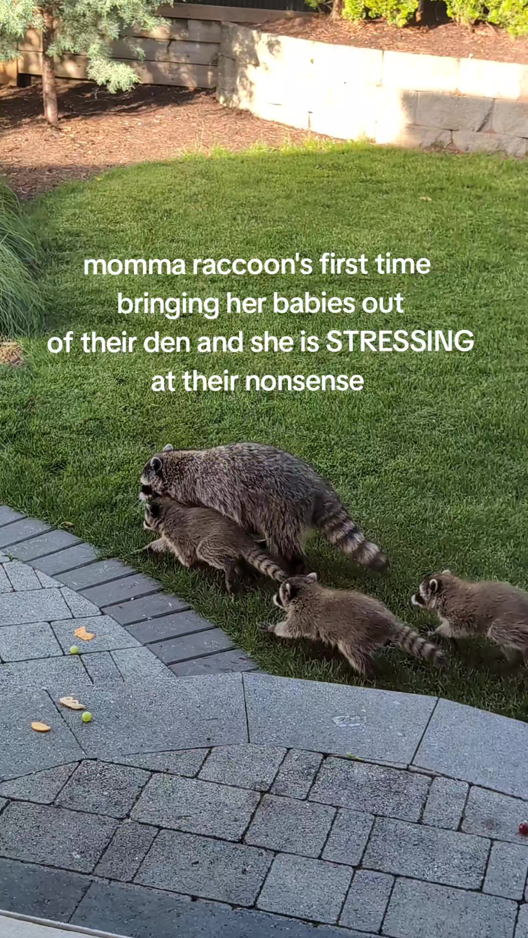 @Raccoon Drive Thru