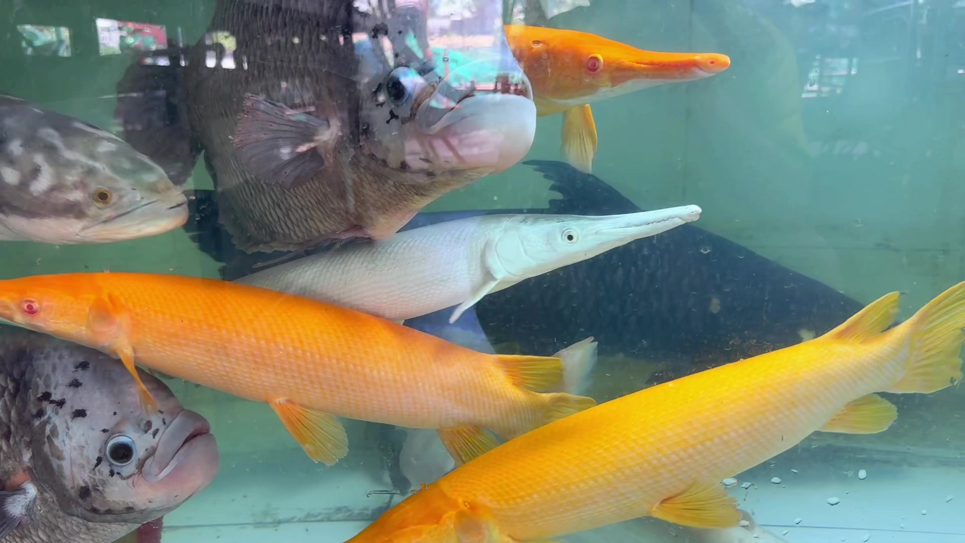 @Ph&aacute;t Đạt B&aacute;n C&aacute; 😎🐠🦈