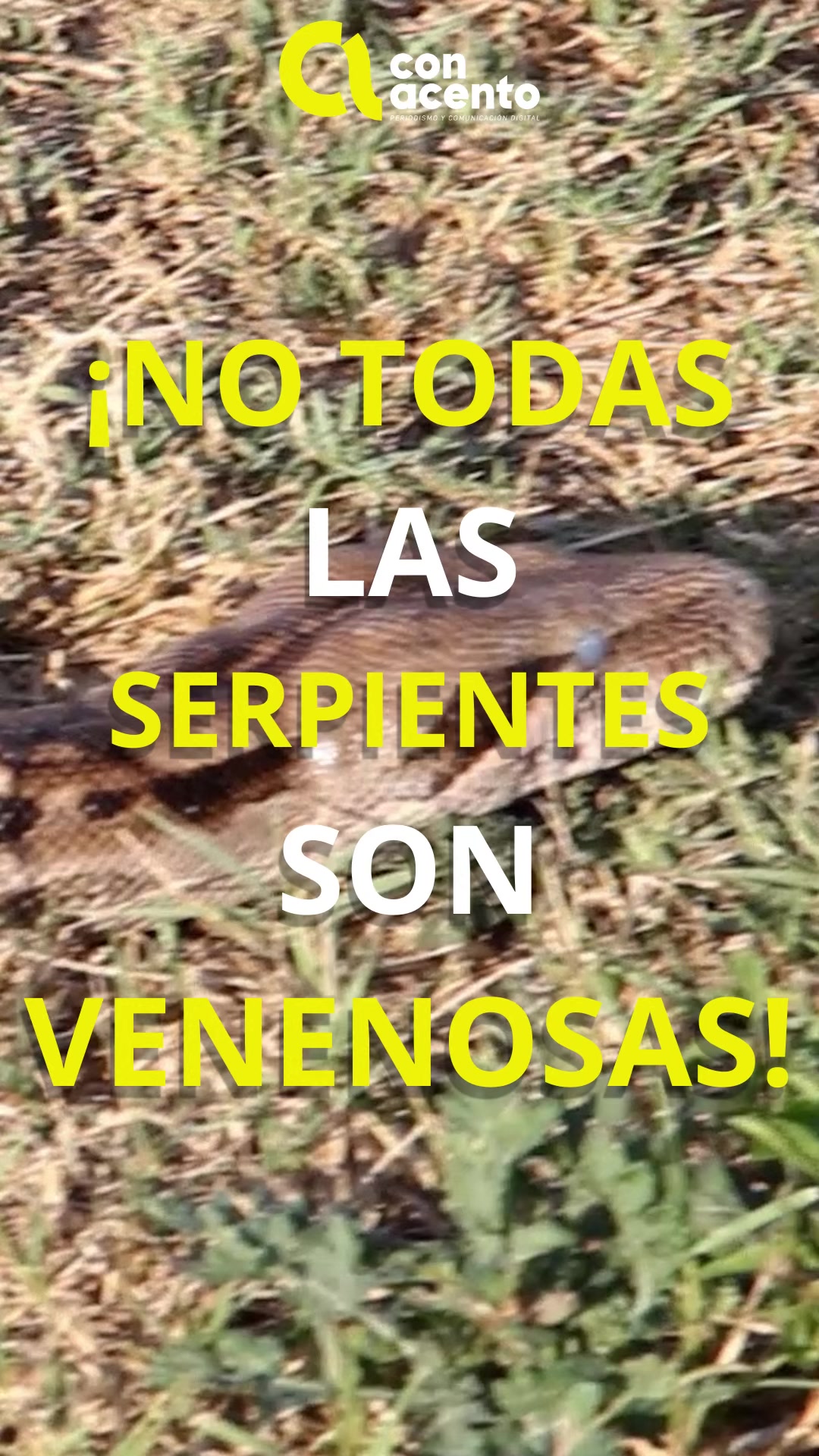 @Con Acento