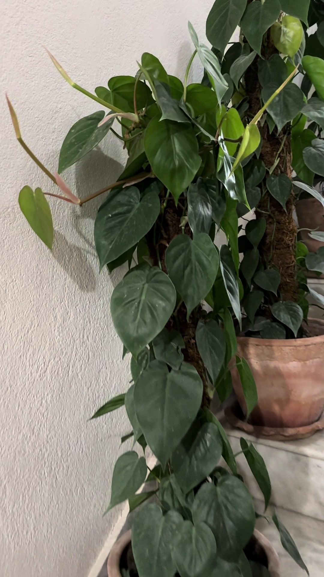 @Plants_for_house_decore
