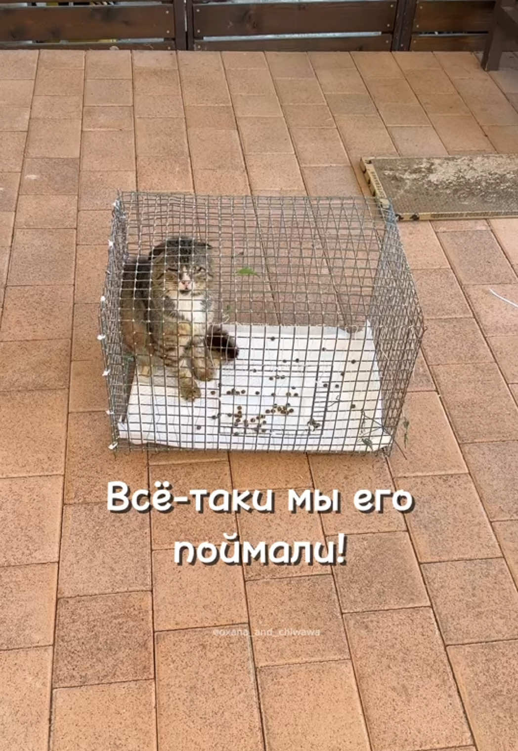 @Оксана & Чихуахуа Бонита