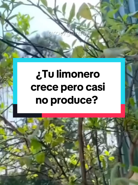 @Grow Garden | Plantas