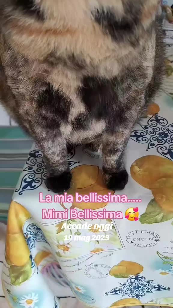 @Isobel ❤️ Pandora & SkifoGatti