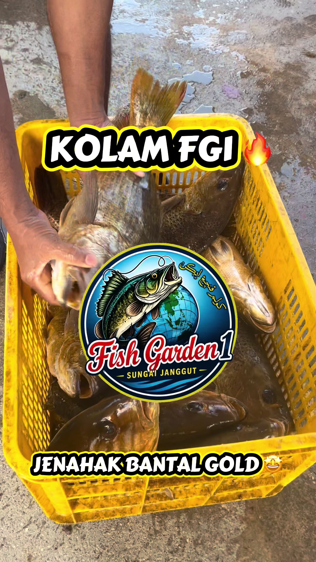 @M Z Reel 🎣