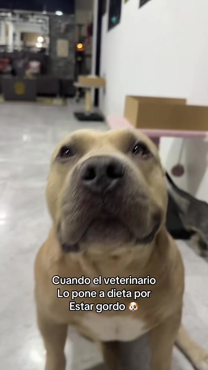 @Vikingo606
