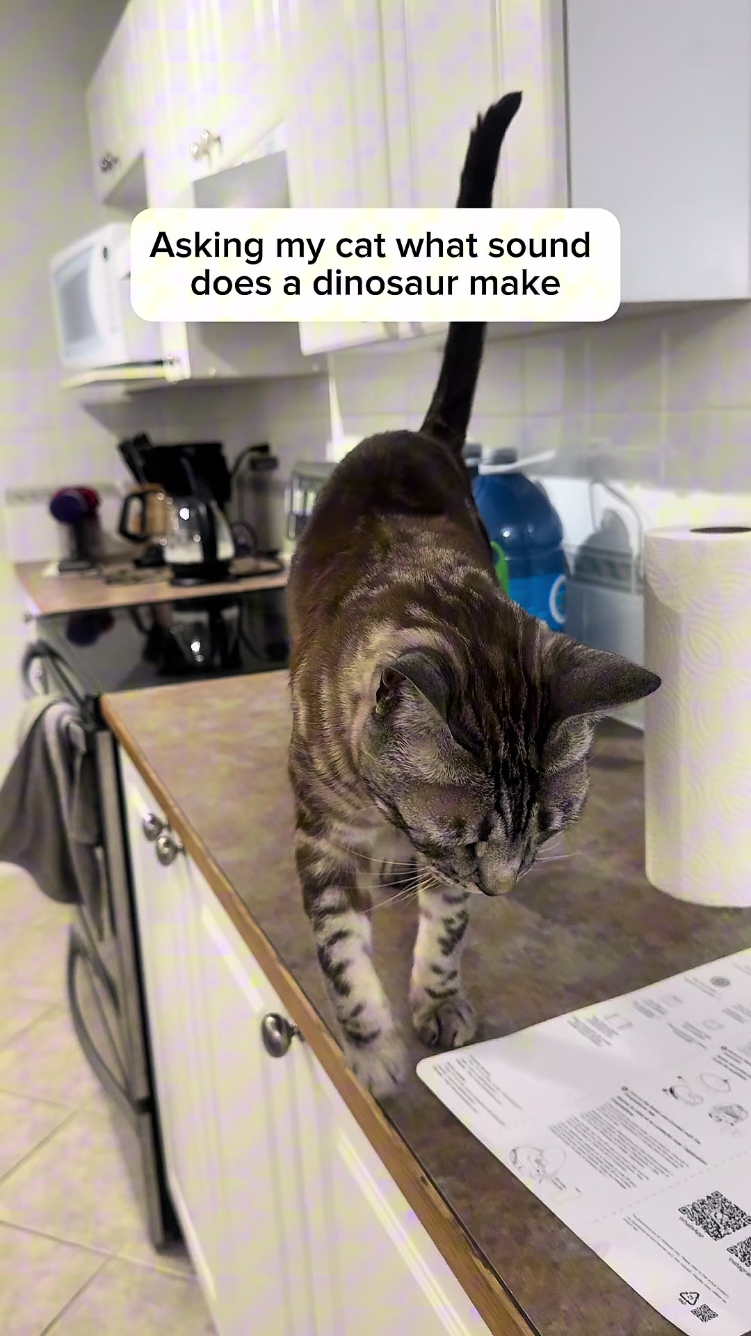 @Three Nawty Cats