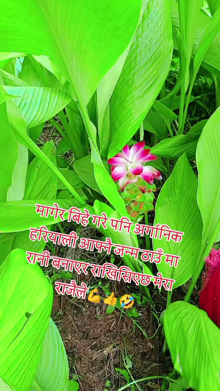 @Archana Khadka