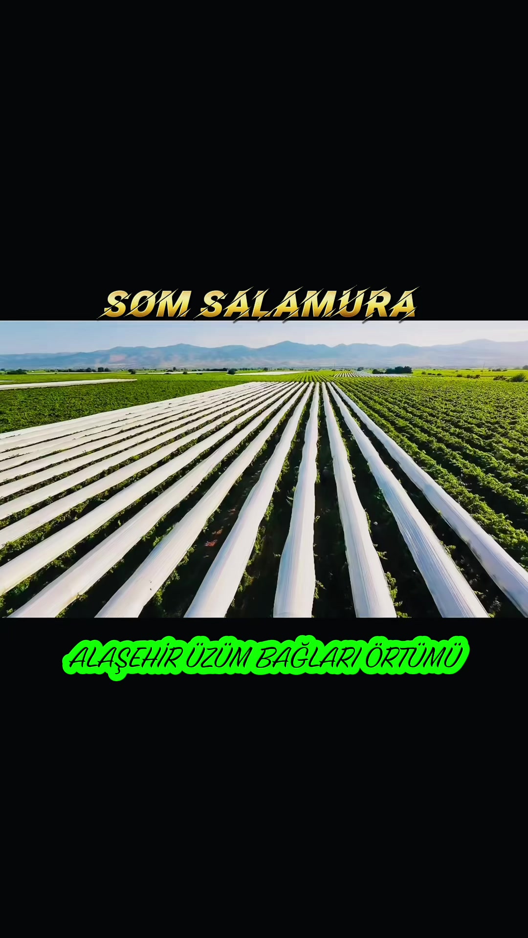 @🍁SOM SALAMURA YAPRAK🍁