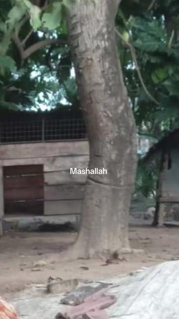 @Nishran Mohamed