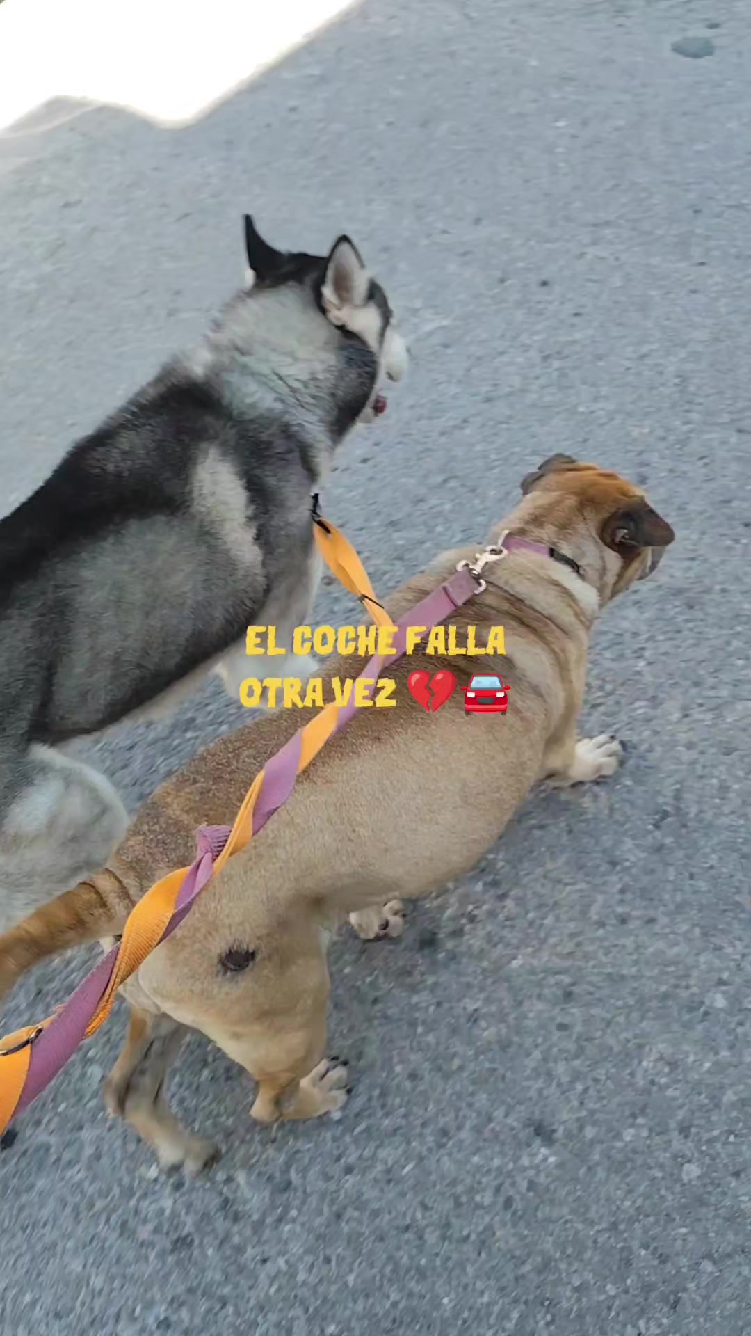 @DogWalkZacatecas♥️🐕🦺🌟