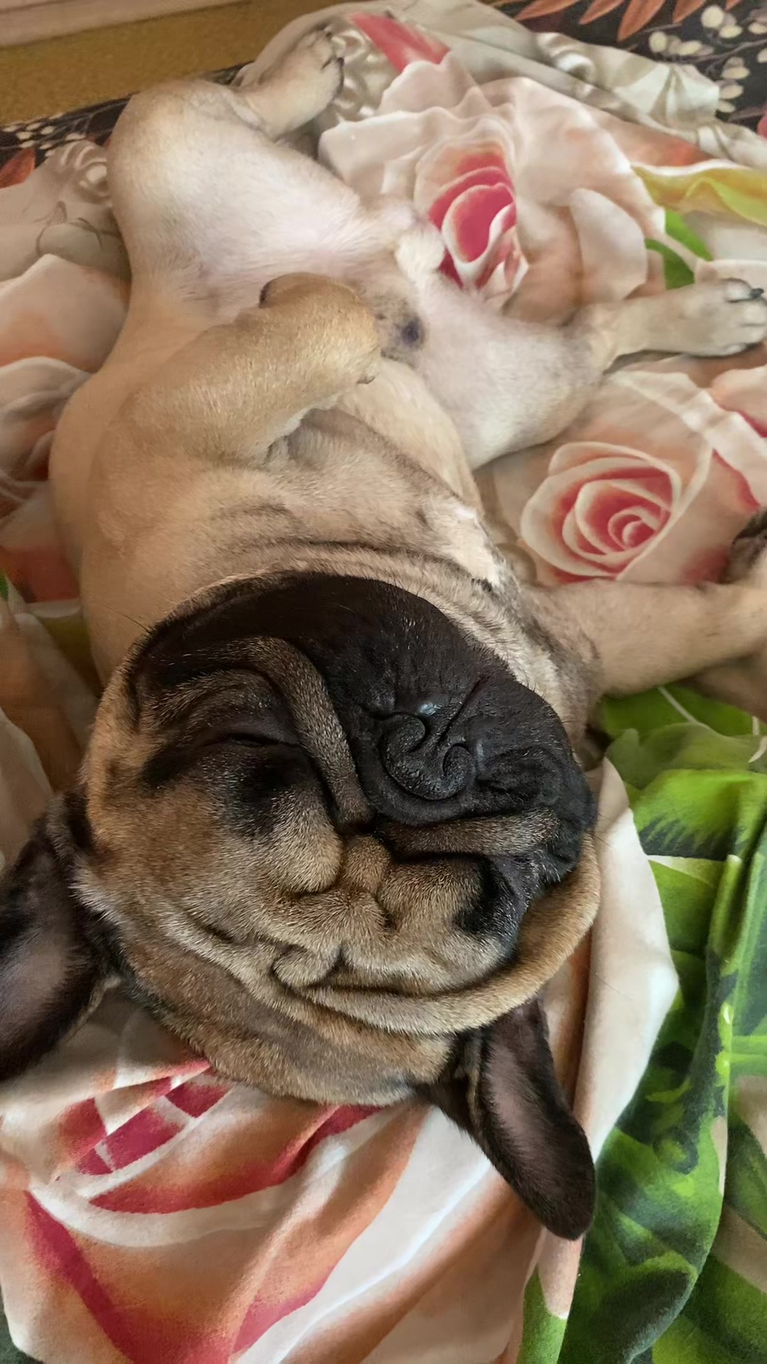 @_holly_bulls_