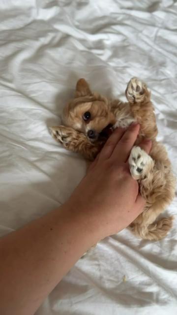 @Maltipoo Puppy Place