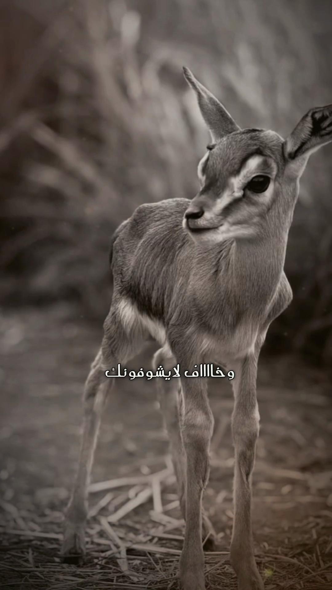 @﮼غزال🦌