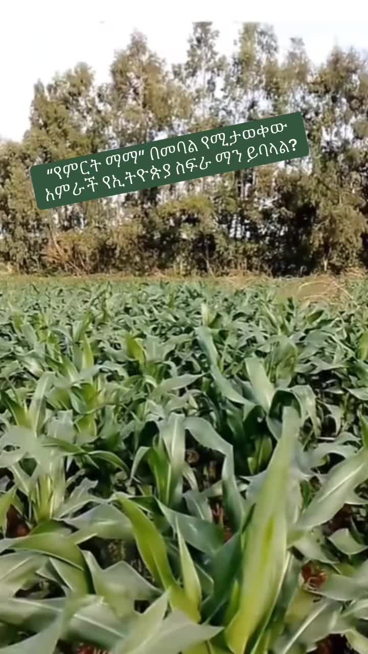 @ዳሞት ቡና
