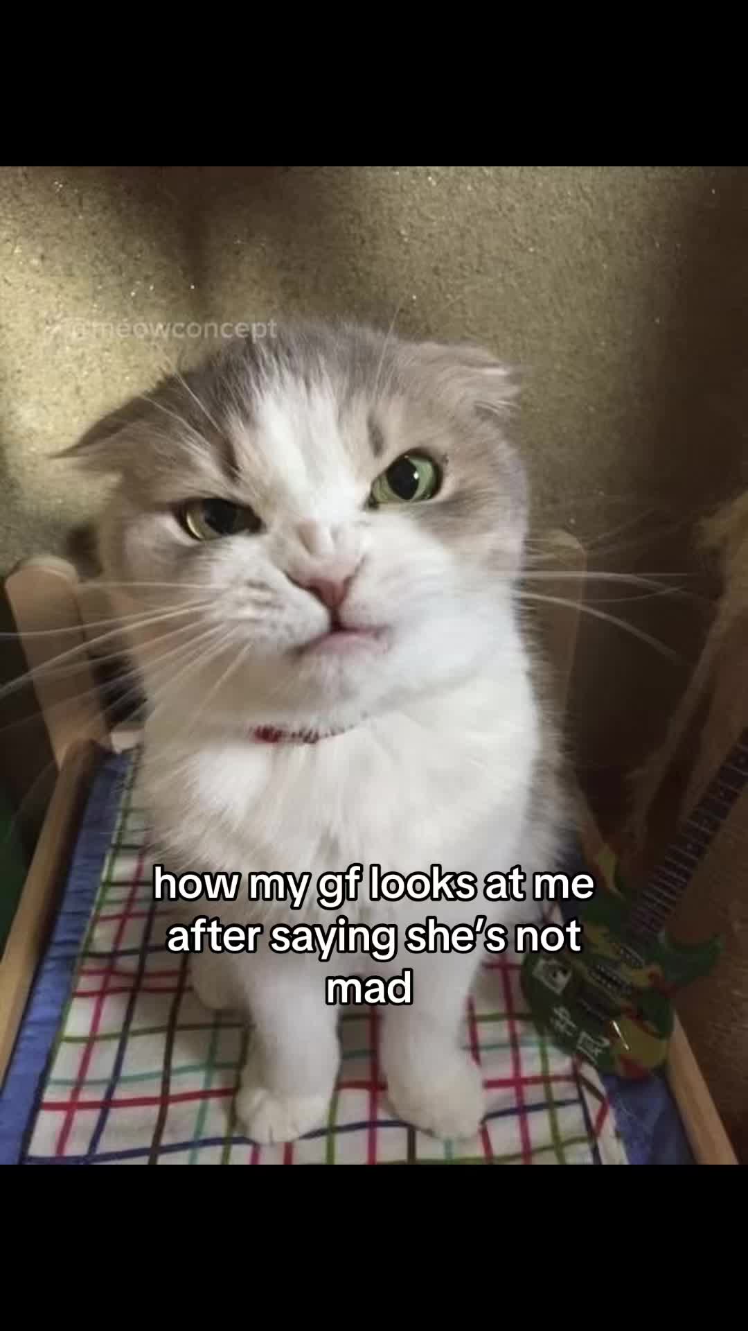 @meowconcept