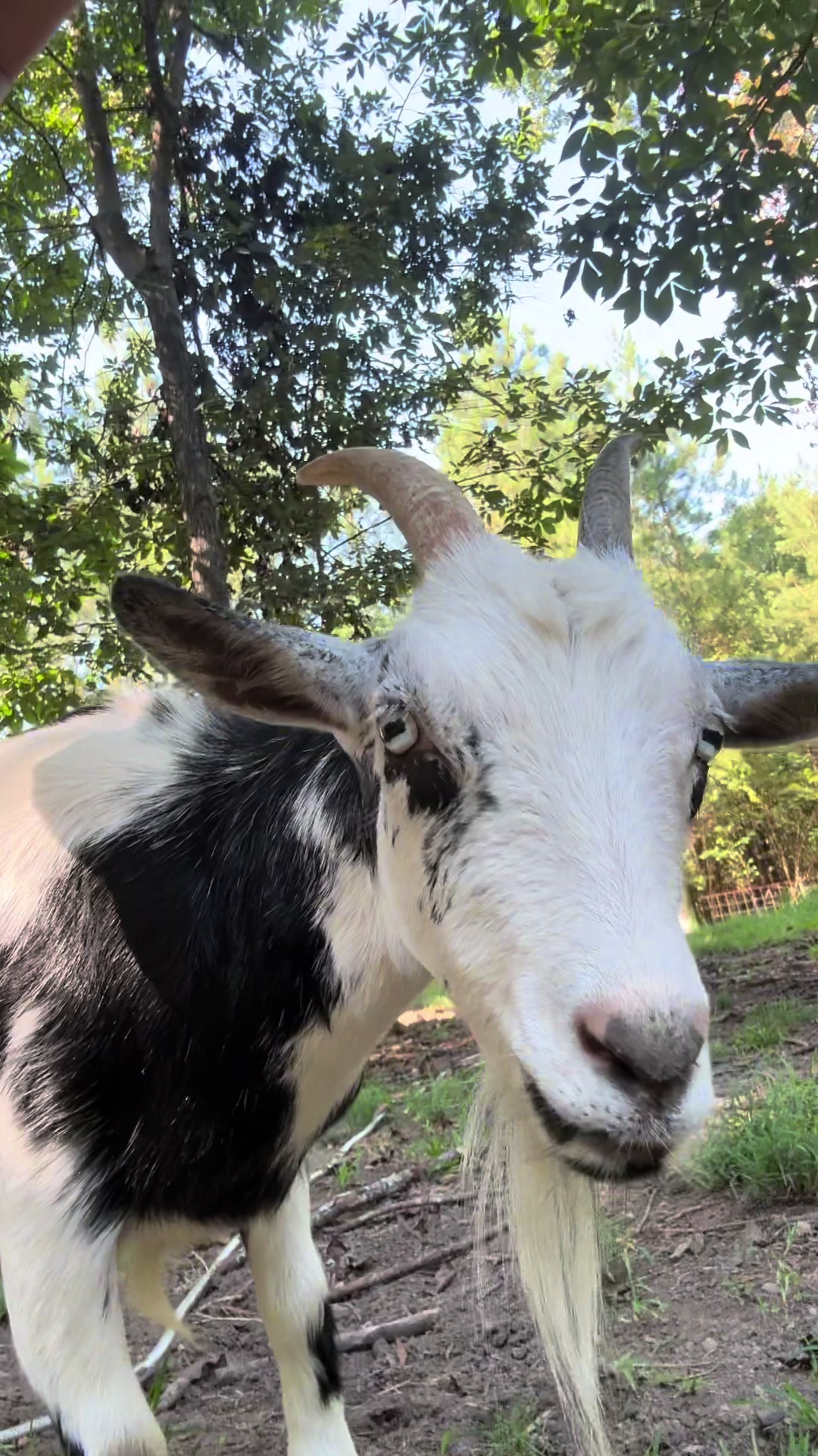 @Gray Acres Homestead