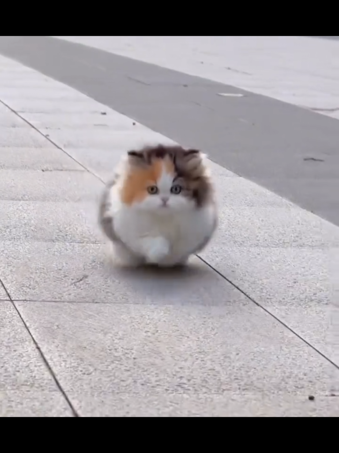 @Chonky World Of Cats