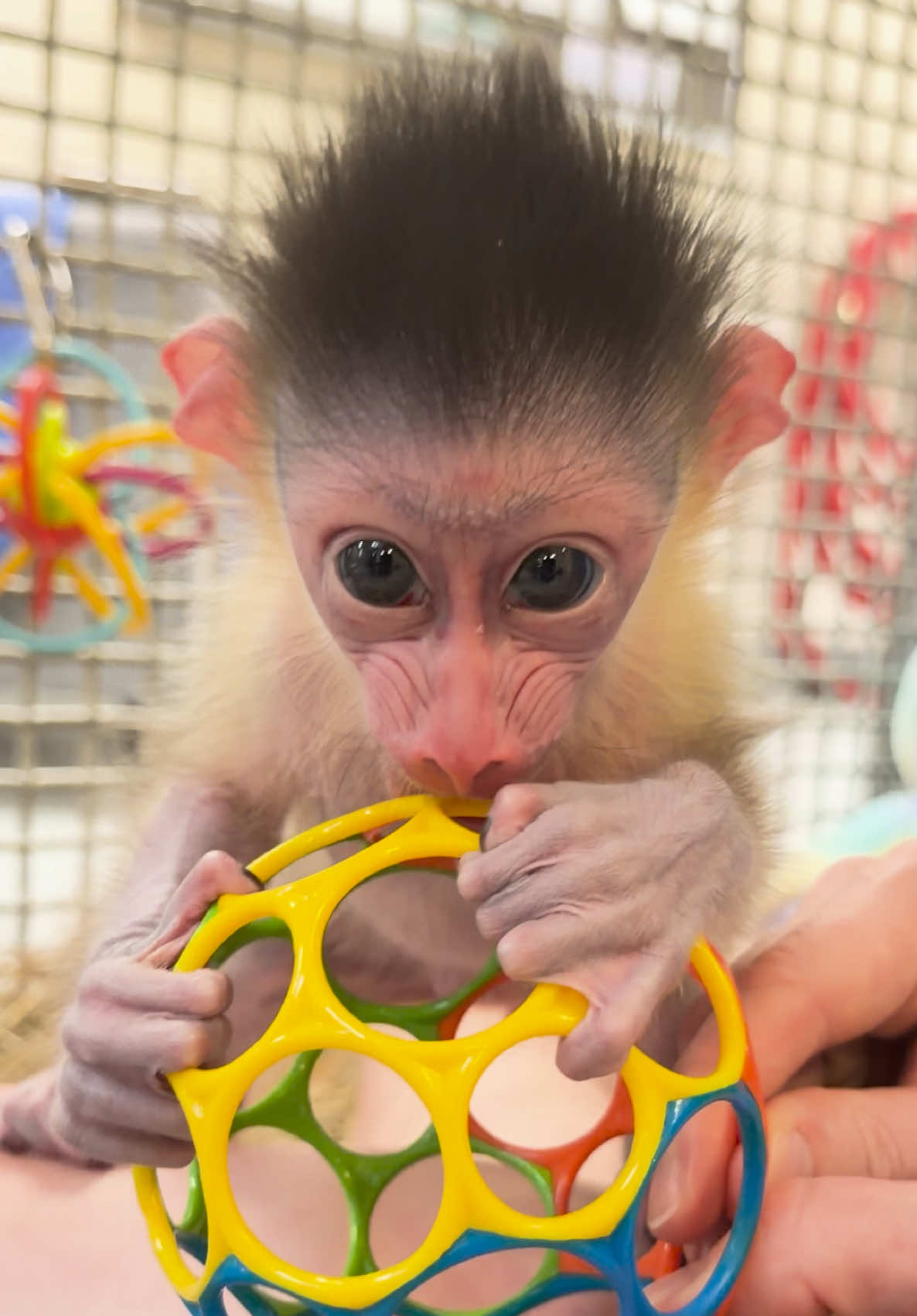 @memphiszoo