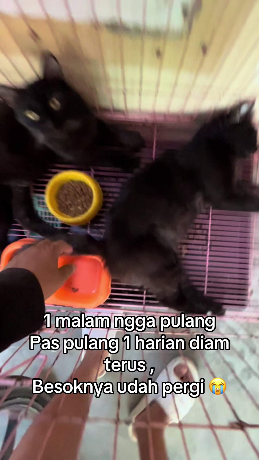 @KURO si kucing hitam ๐โฌ