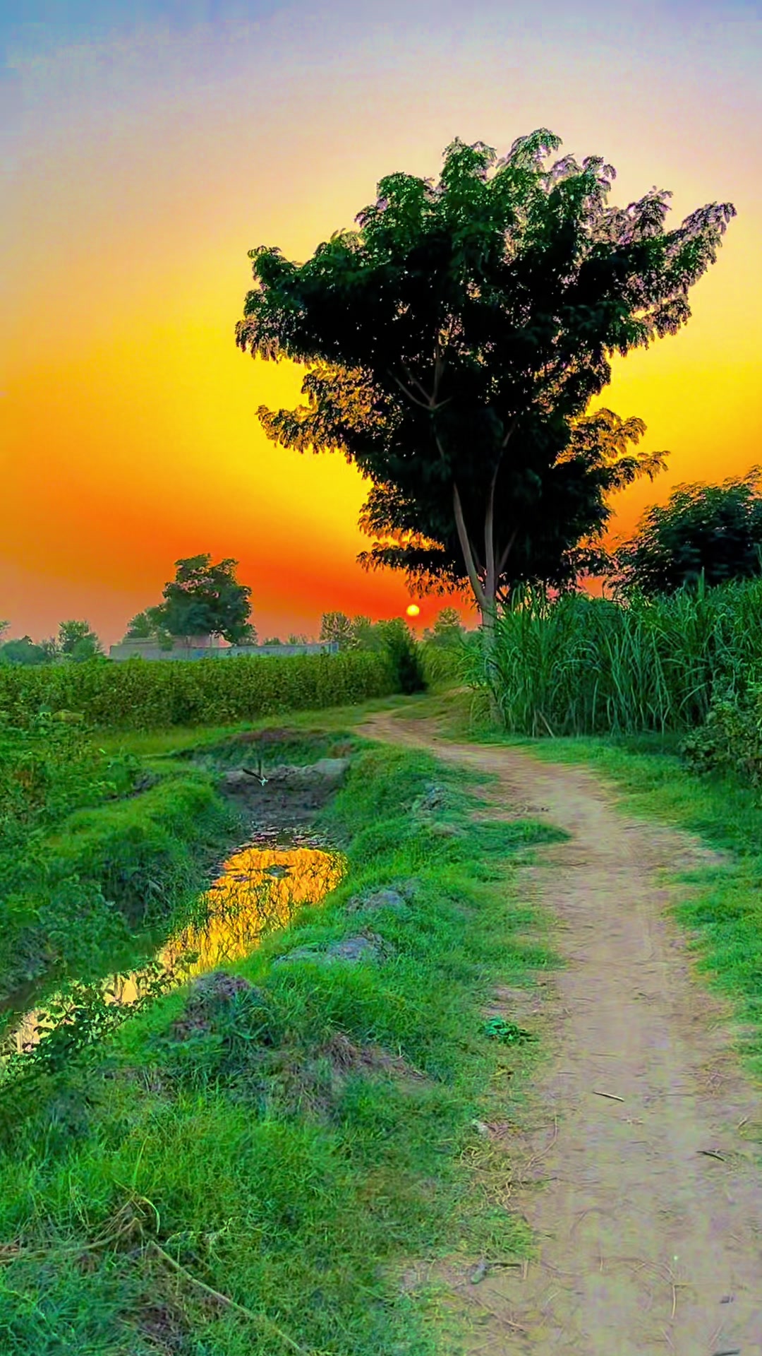@🌾میں۔ میرا۔ پنڈ🎋