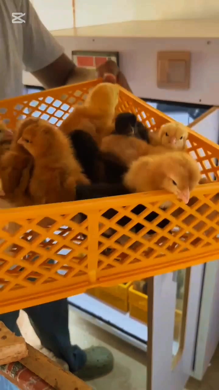 @NDIAYE-BREEDING 🐔