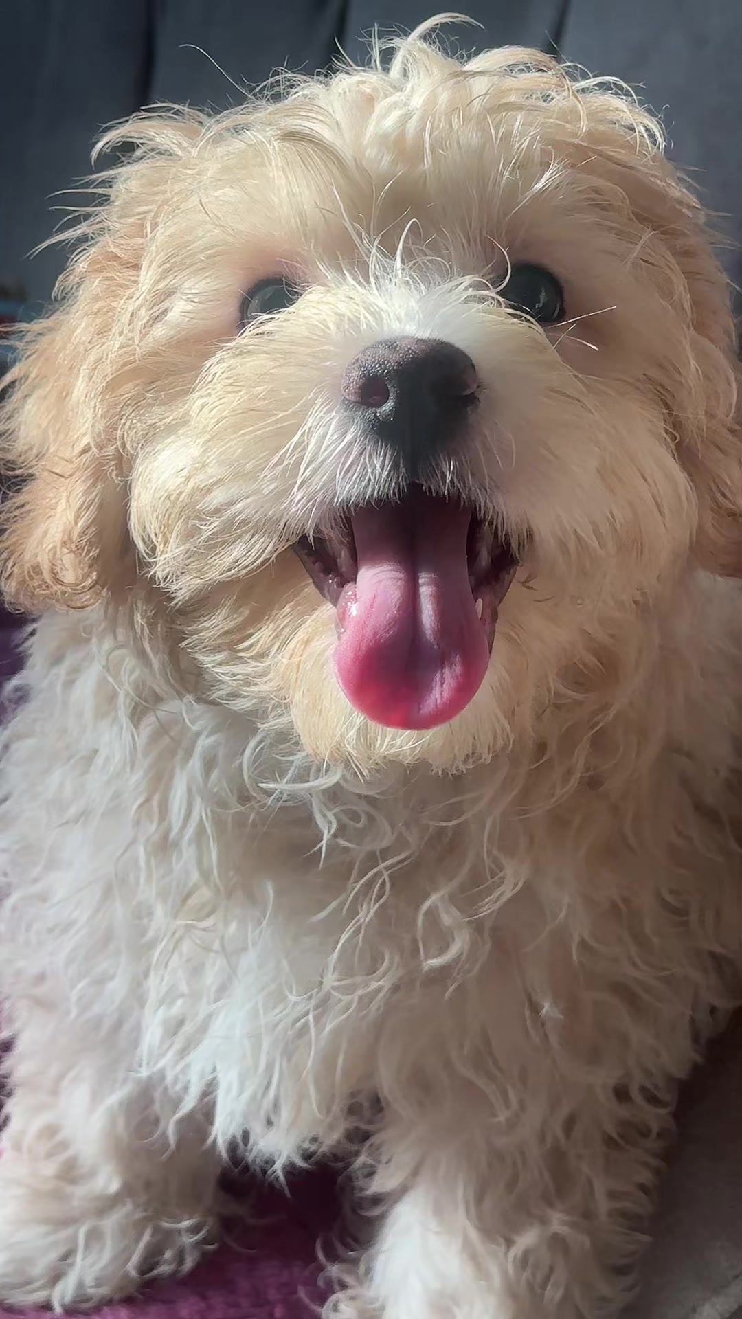 @يسرا الناصر (بنت عگاب)
