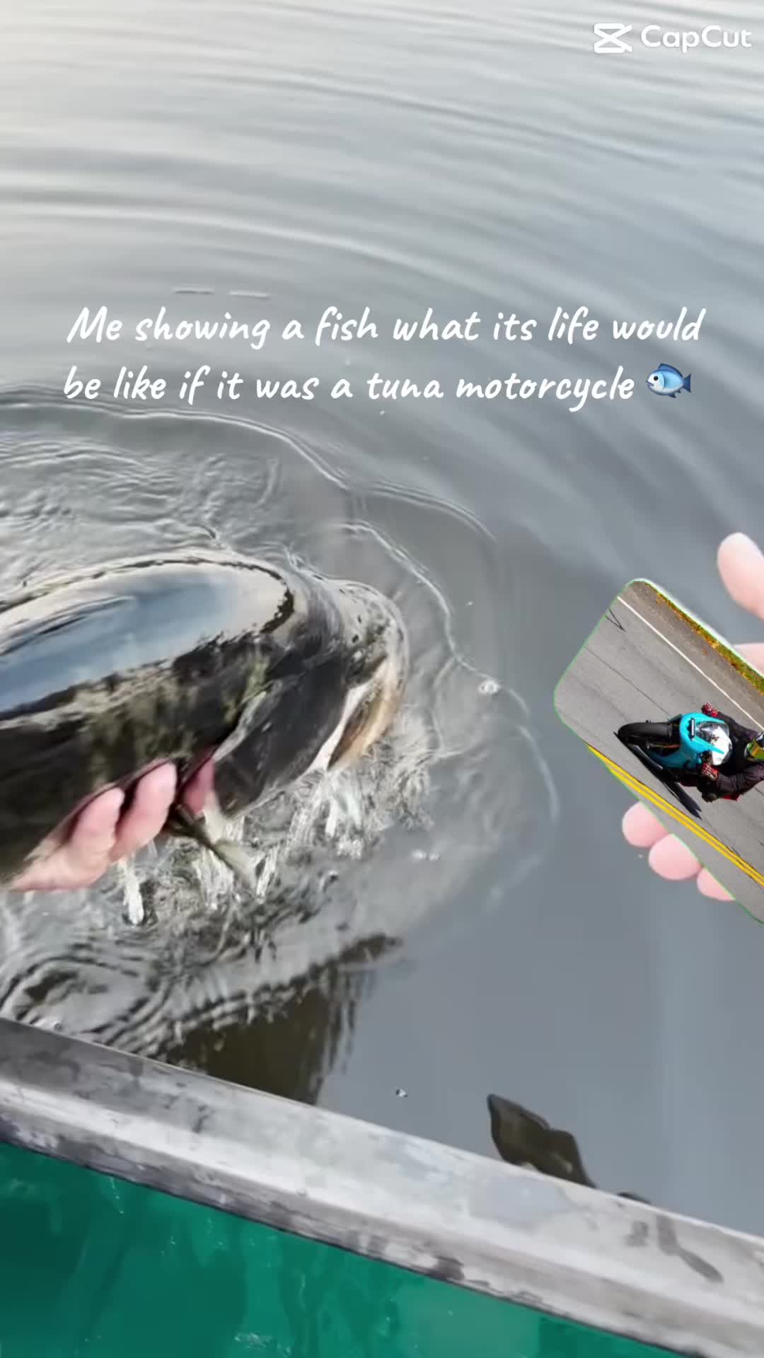 @Duhtuna675rawr