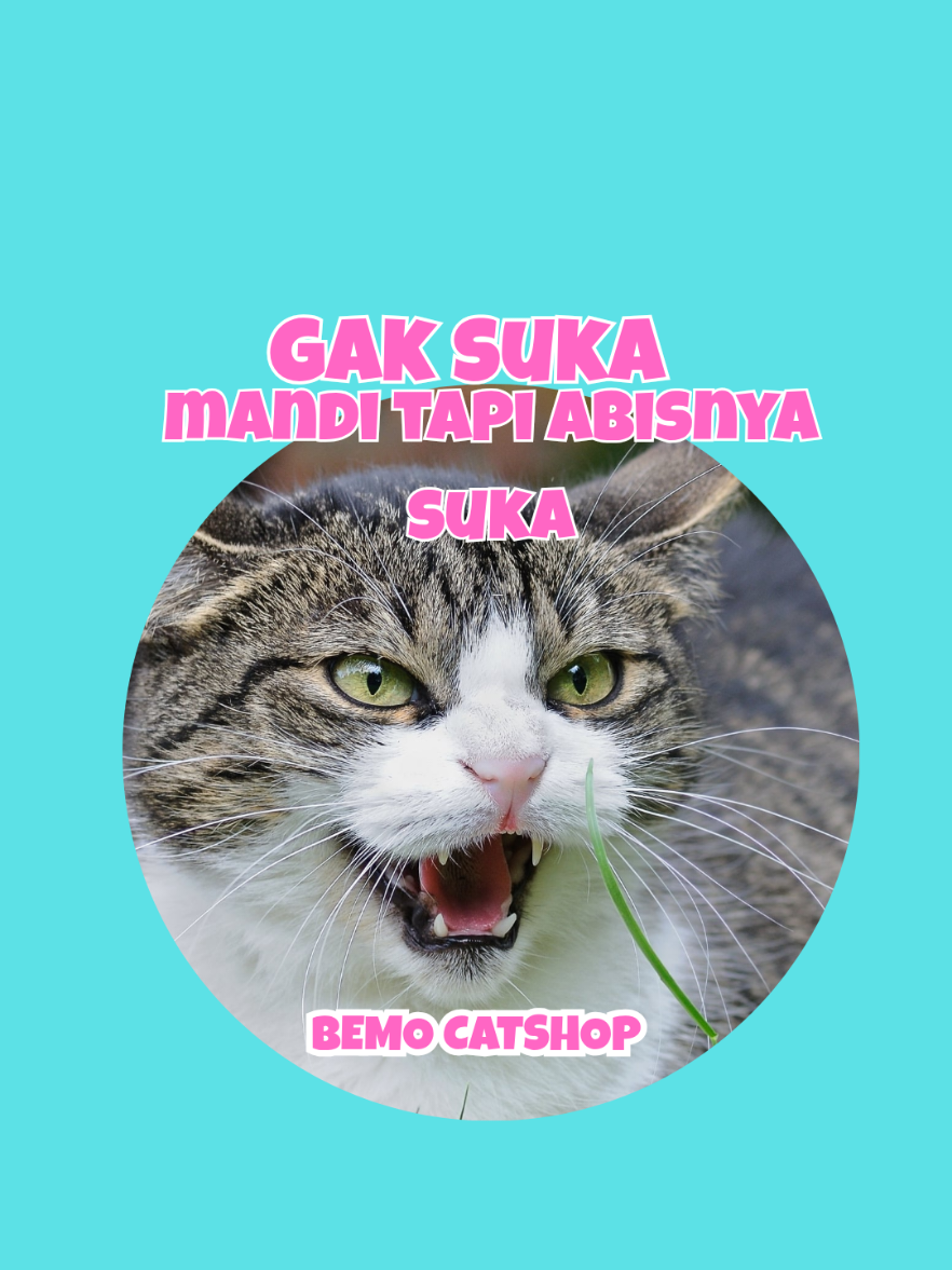 @Bemo Catshop