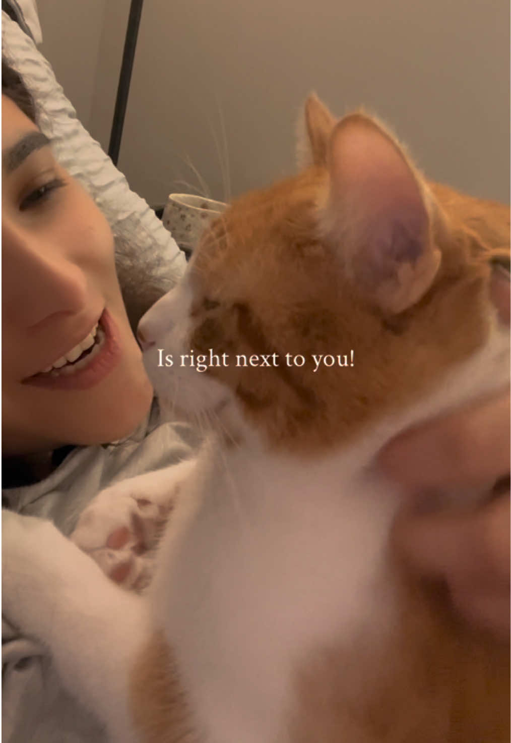 @One and a Half Orange Cats