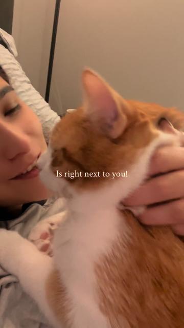 @One and a Half Orange Cats